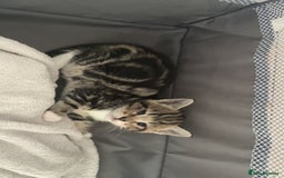 Mixed Breed cats for sale: Tabby kittens x 2 - Image 3