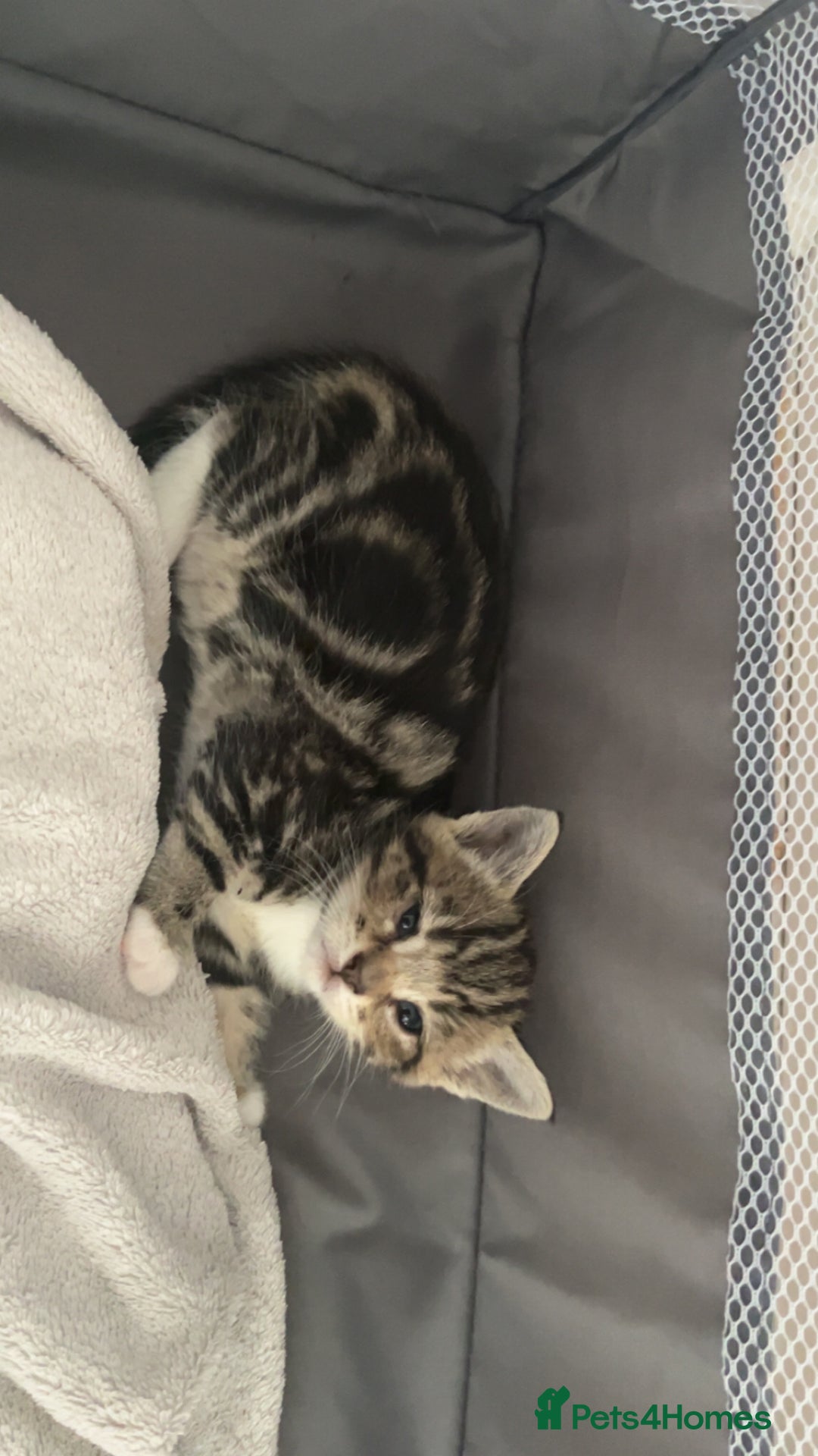 Mixed Breed cats for sale: Tabby kittens x 2 - Image 3