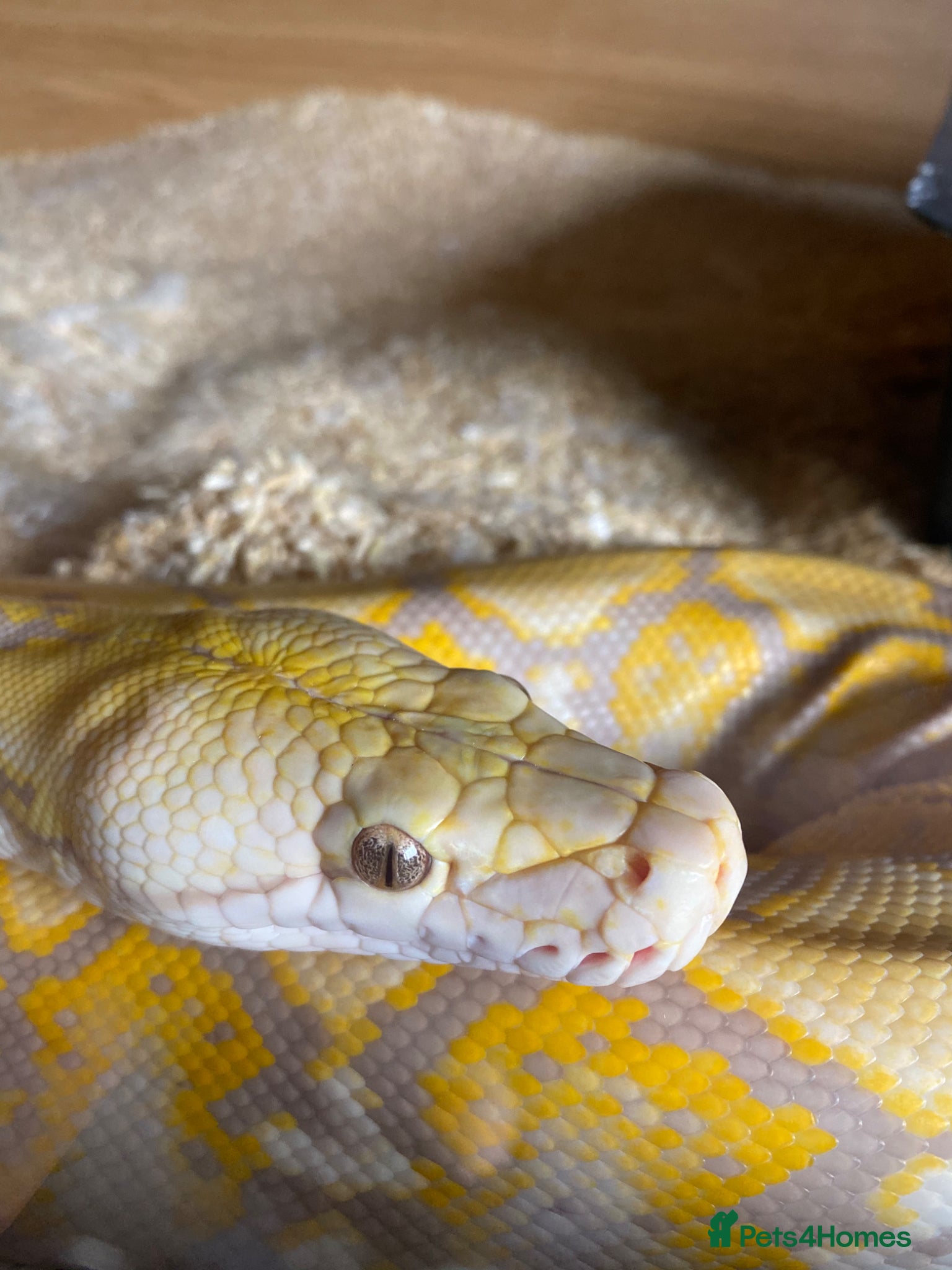 Python Snake reptiles 62.5% SD purple albino het snow retics pair - Advert 1
