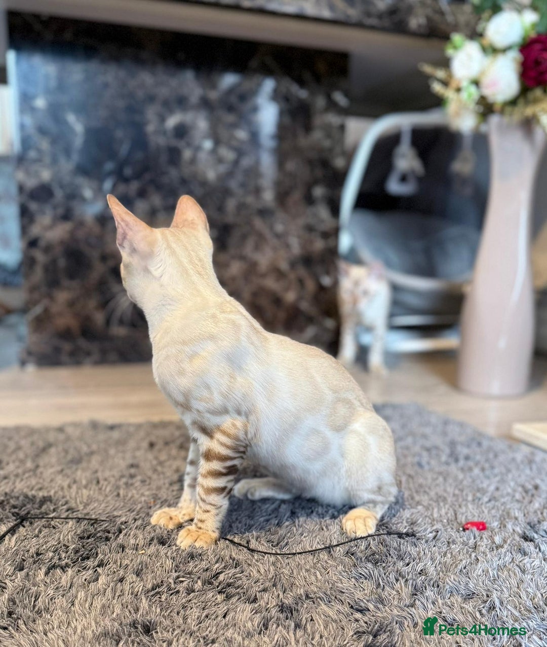 Bengal cats for sale: Tica Registered Pedigree Snow Bengal kittens  - Image 11