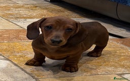 Miniature Dachshund dogs for sale: Miniature Smooth Boys from ivdd scored parents - Image 10