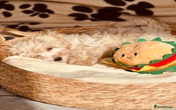 Maltipoo dogs for sale: F1 Toy Maltipoo puppys   - Image 7