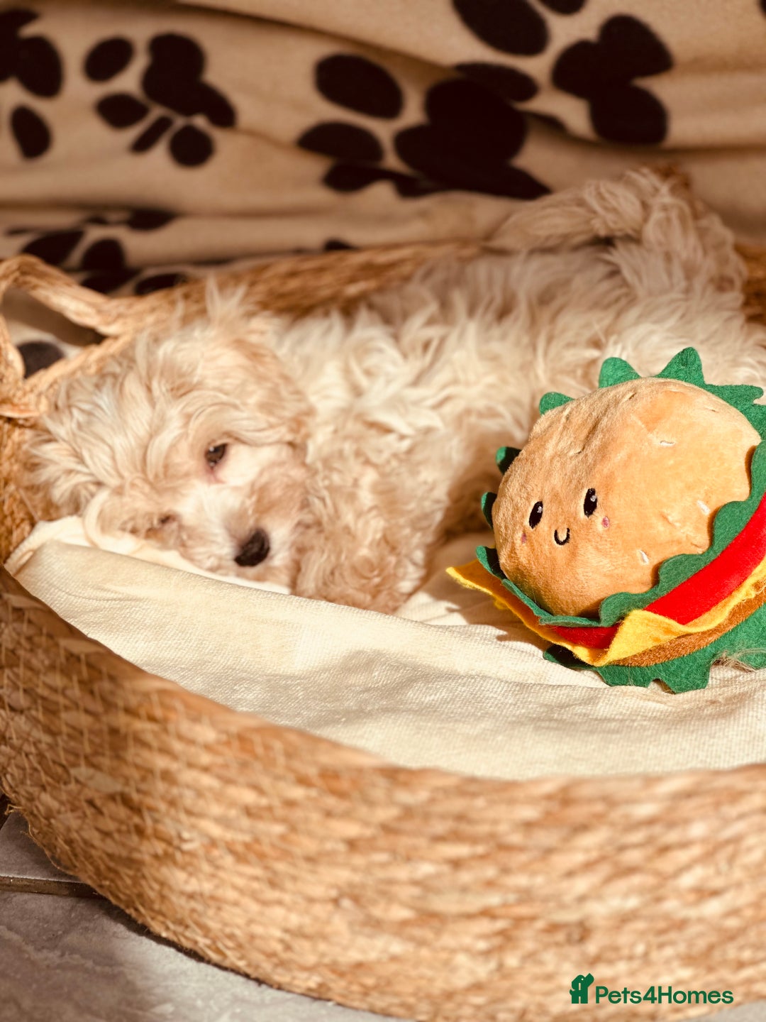 Maltipoo dogs for sale: F1 Toy Maltipoo puppys   - Image 7