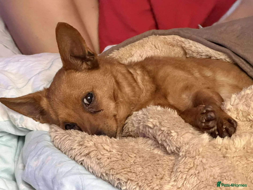 Mixed Breed dogs for adoption: Leo small with big personality  in Rotherham - Advert 2