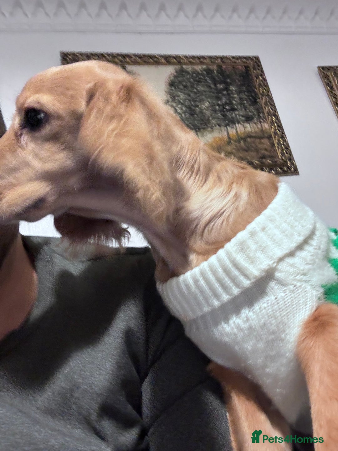 Cocker Spaniel dogs for sale: Cocker Spaniel  - Advert 4