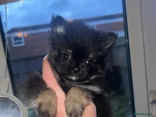 Pomchi dogs Last pomchi of the littler 🐶🐾 - Advert 3