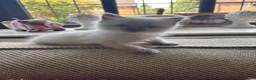 Ragdoll cats for sale: Beautiful Pure Ragdoll kittens - Advert 1