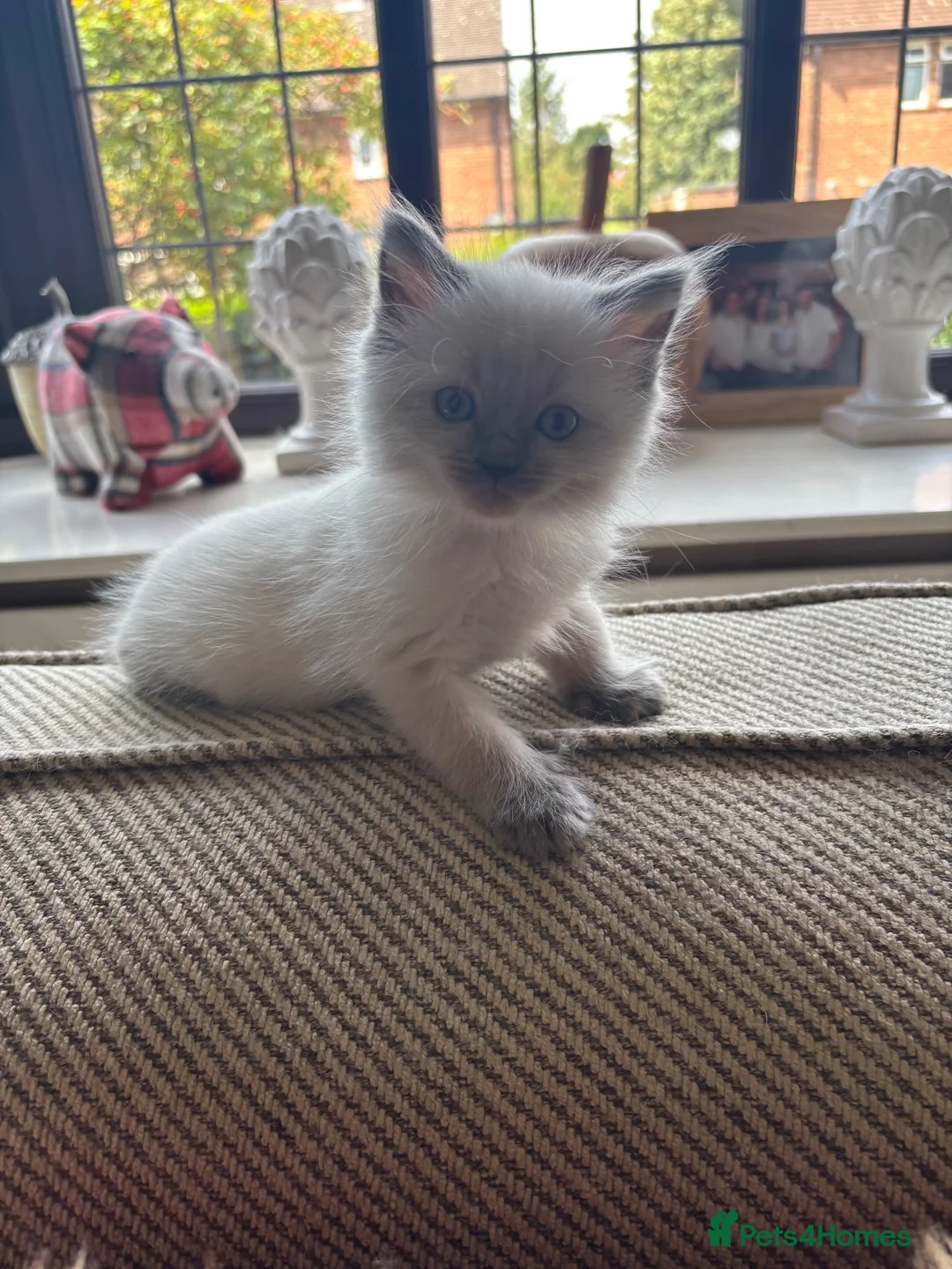 Ragdoll cats for sale: Beautiful Pure Ragdoll kittens - Advert 1