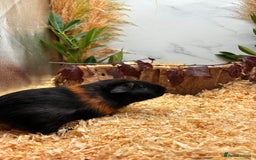 Guinea Pig rodents for sale: 🏡🐹 Multiple Baby Female Guinea Pigs 🐹🏡 - Image 5
