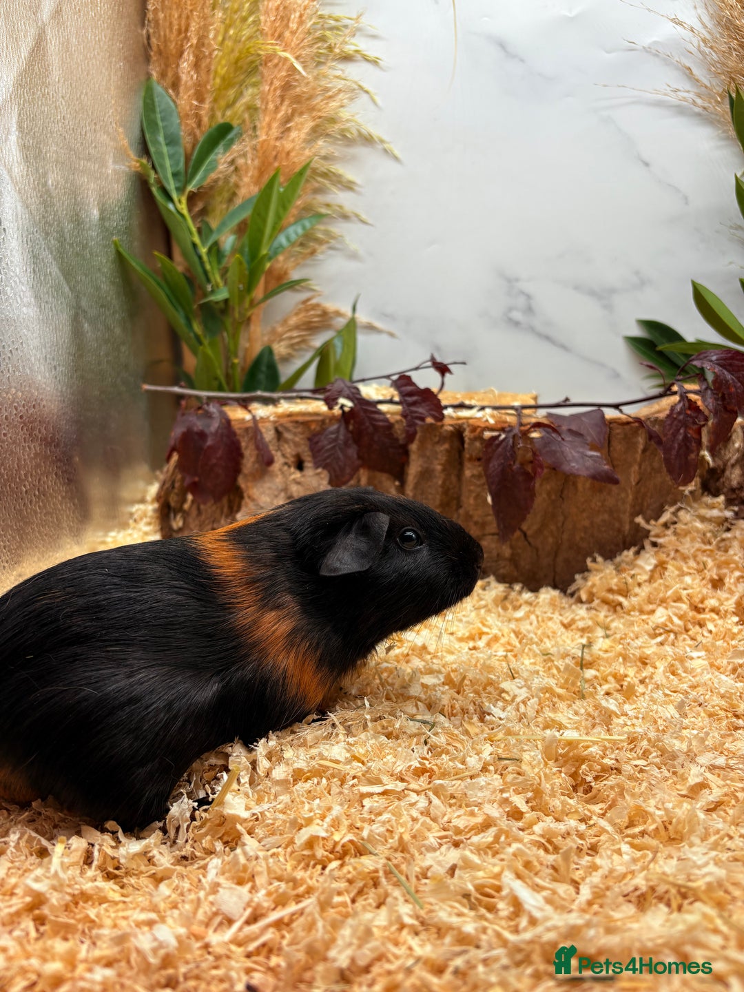 Guinea Pig rodents for sale: 🏡🐹 Multiple Baby Female Guinea Pigs 🐹🏡 - Image 5