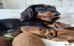 Miniature Dachshund dogs for sale: Longhaired Minature Dauchounds - Image 6