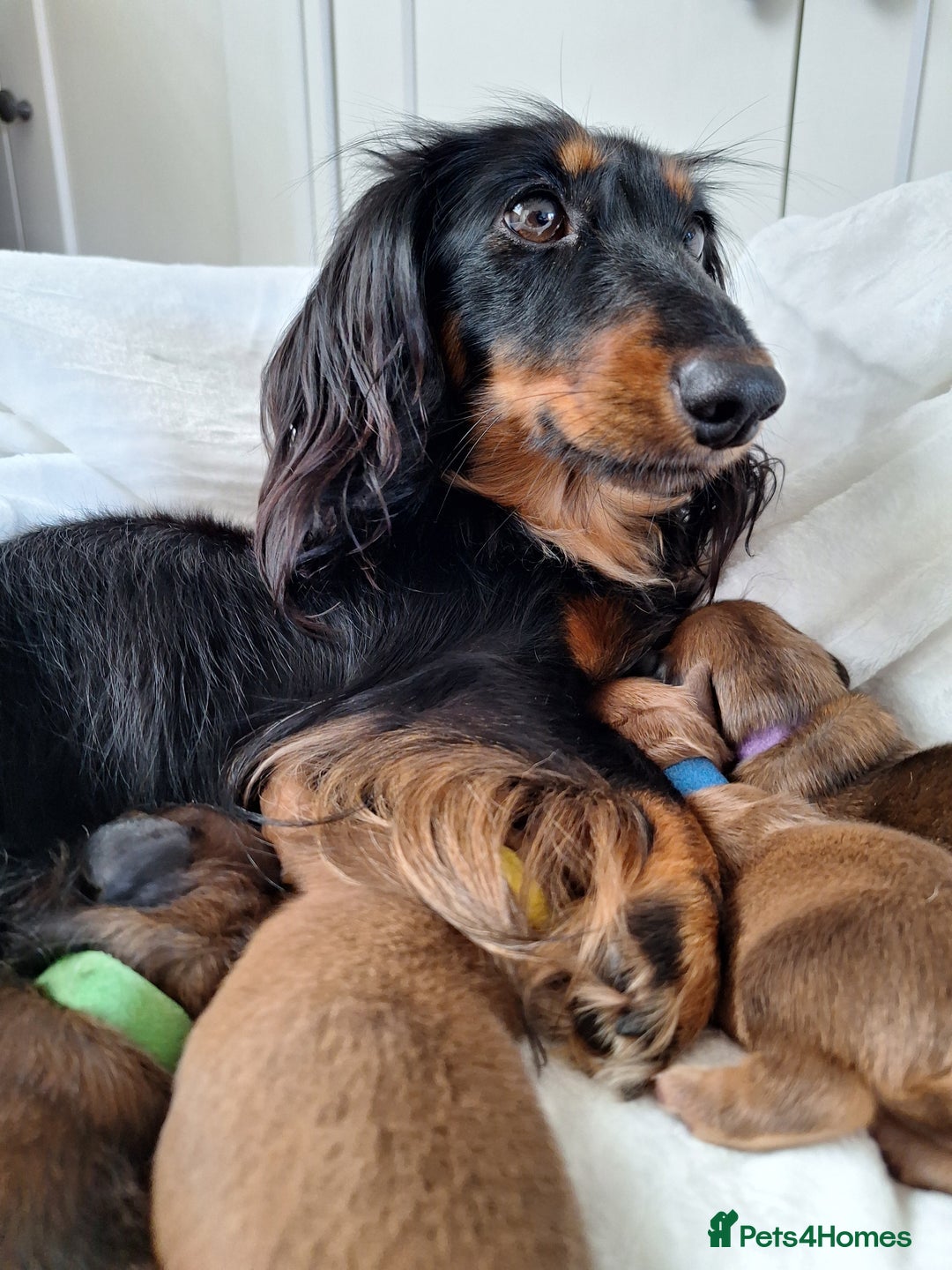 Miniature Dachshund dogs for sale: Longhaired Minature Dauchounds - Image 6