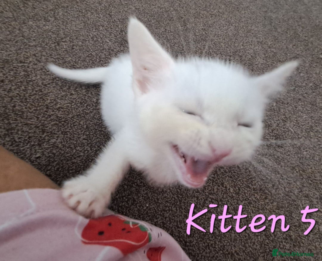 Mixed Breed cats for sale: 4 cute kittens up for sale - Image 7