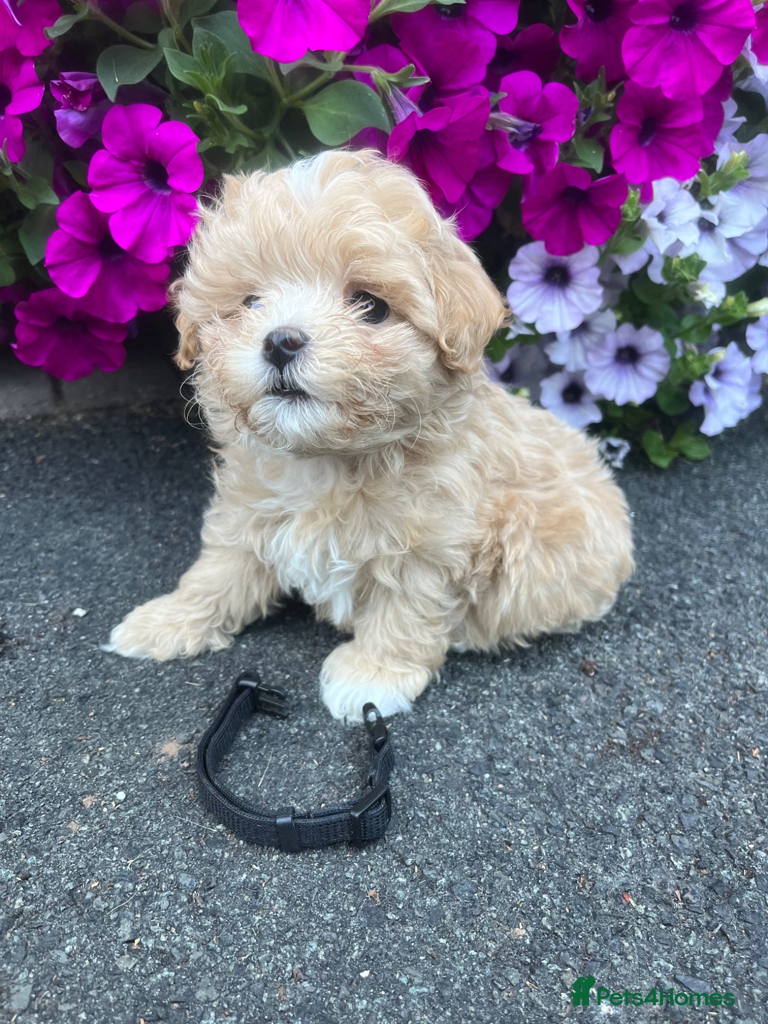 Maltipoo dogs Tiny small f1 Maltipoos  - Advert 2