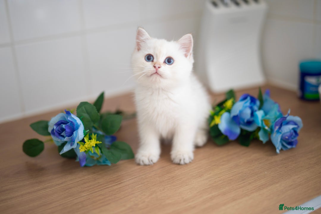 British Shorthair cats for sale: GOLDEN British Shorthair kittens and queen  in Manchester - Image 6