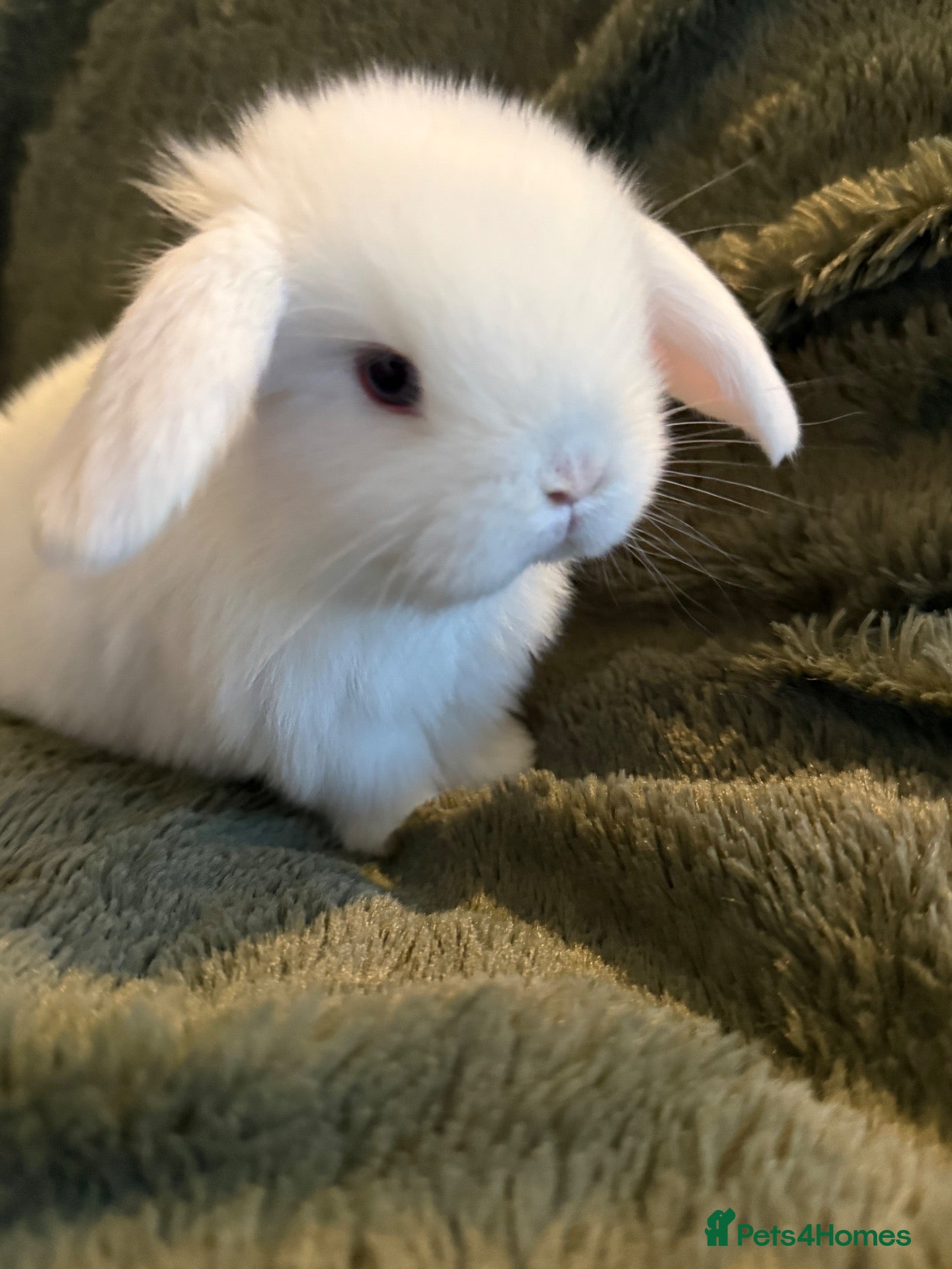 Mini Lop rabbits Beautiful Mini Lops to reserve  - Advert 2