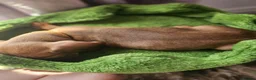 Dachshund dogs for sale: Miniture Dashshunds READY TO RESERVE - Advert 4