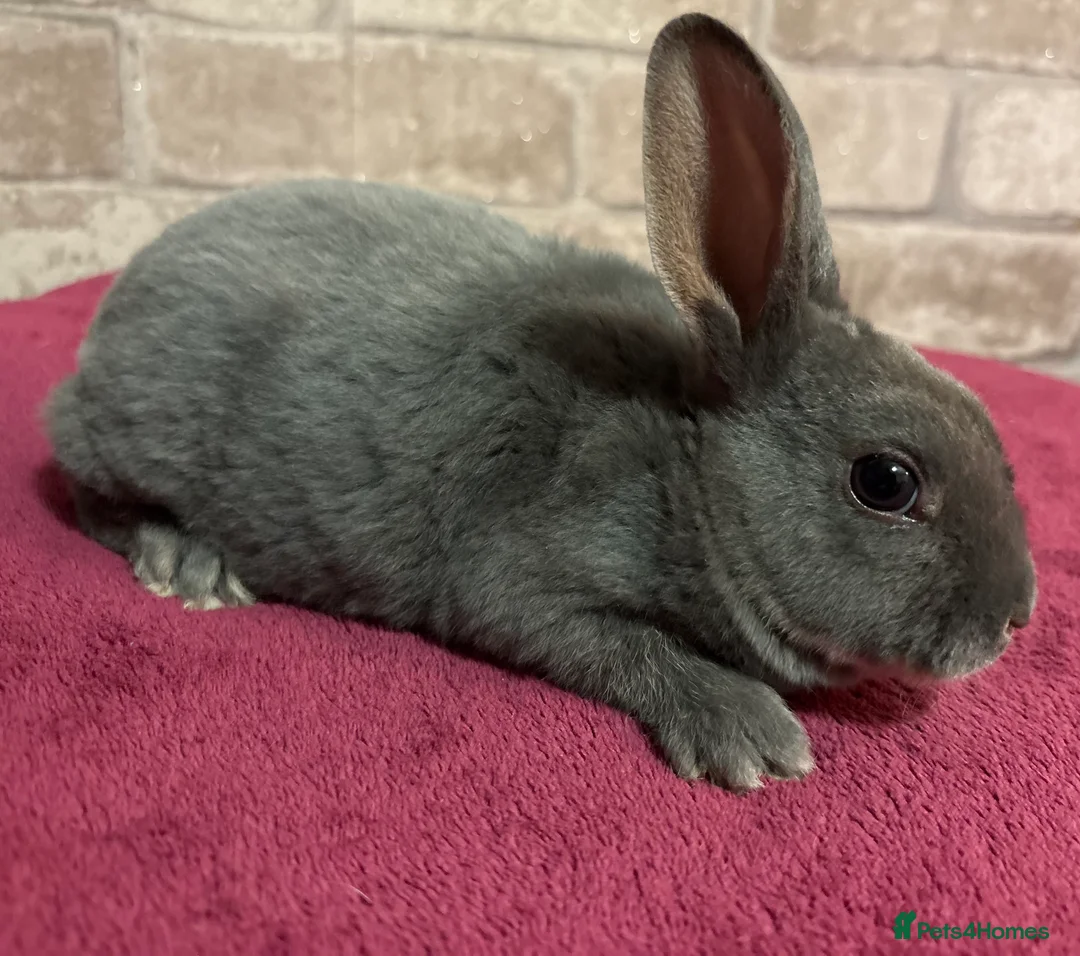 Mini Lop rabbits for sale: Mini Rex and mini lops - Advert 6