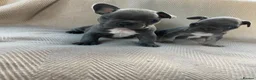 French Bulldog dogs for sale: French bulldog puppy's  - Advert 8