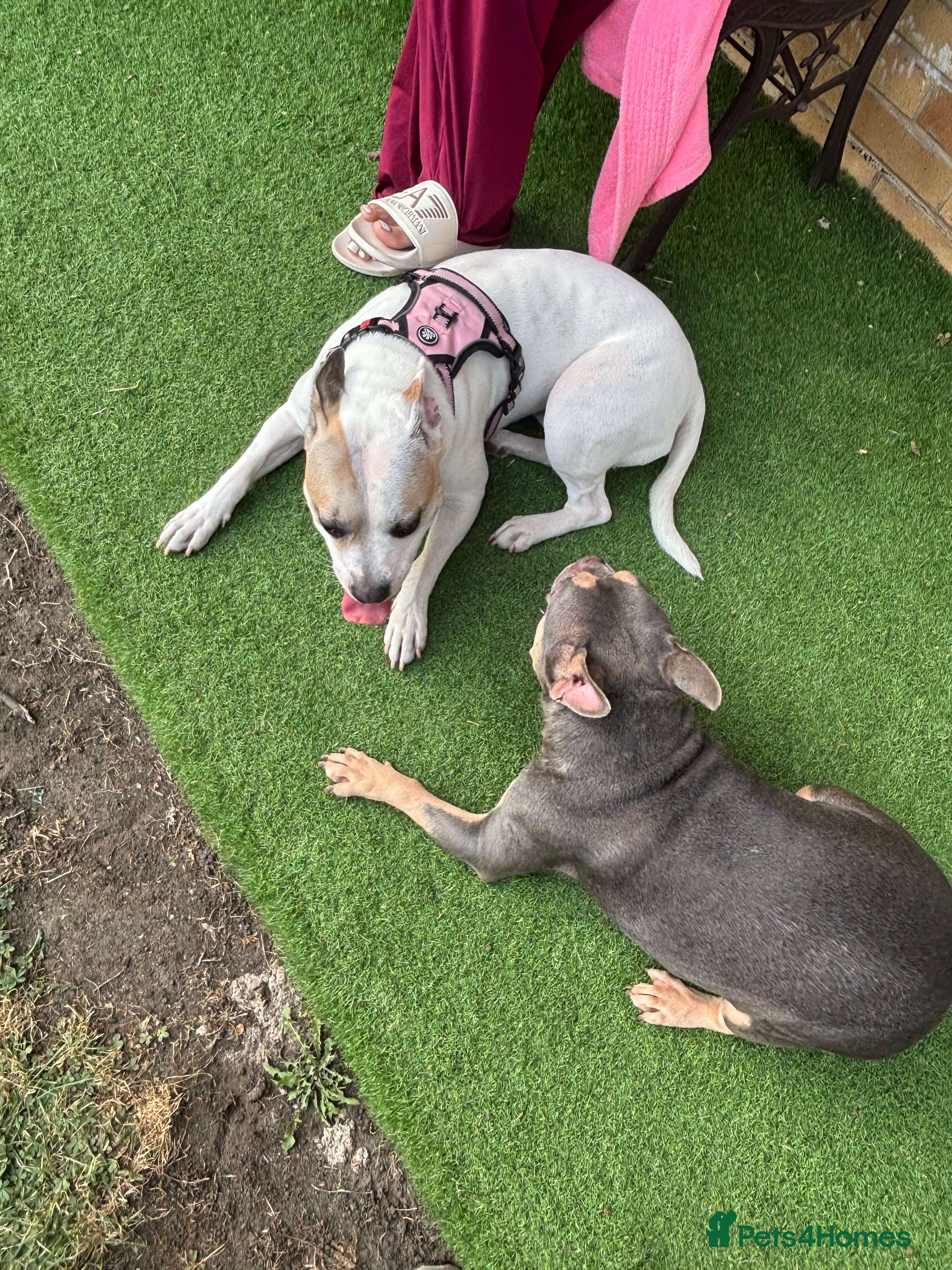 Mixed Breed dogs 3 10 week old pups  - Advert 18