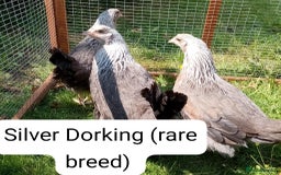 Chickens poultry for sale: Pullets/hens for sale - chickens in Hungerford - Image 1