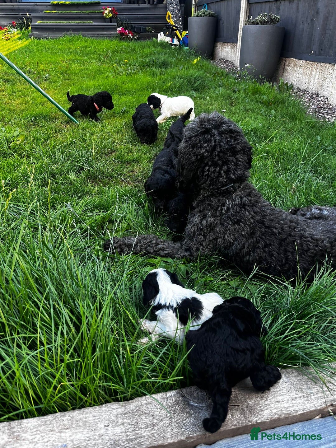 Cockapoo dogs for sale: Cockapoo puppies - Image 27