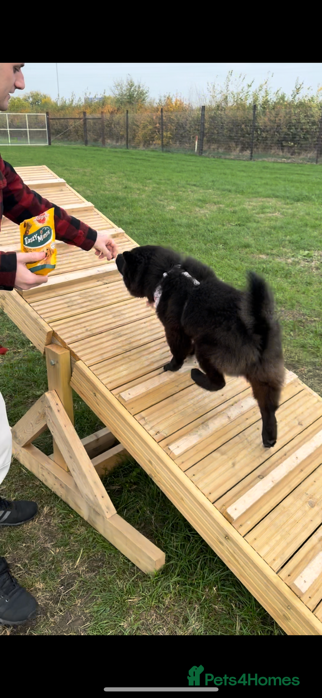 Chow Chow dogs for sale: Female Chow Kiki - Advert 18