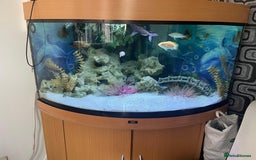 Cichlids fish for sale: Juwel fish tank 180L (Fish included) - Image 2