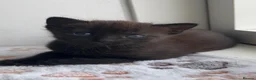 Mixed Breed cats for sale: Domestic shorthair female kittens - Advert 4