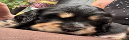Bocker dogs for sale: 4 lovely boys available  - Advert 11