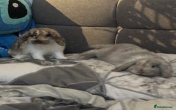 Dwarf Lop rabbits for sale: 2 Dwarf lop x mini lop rabbits  - Image 3