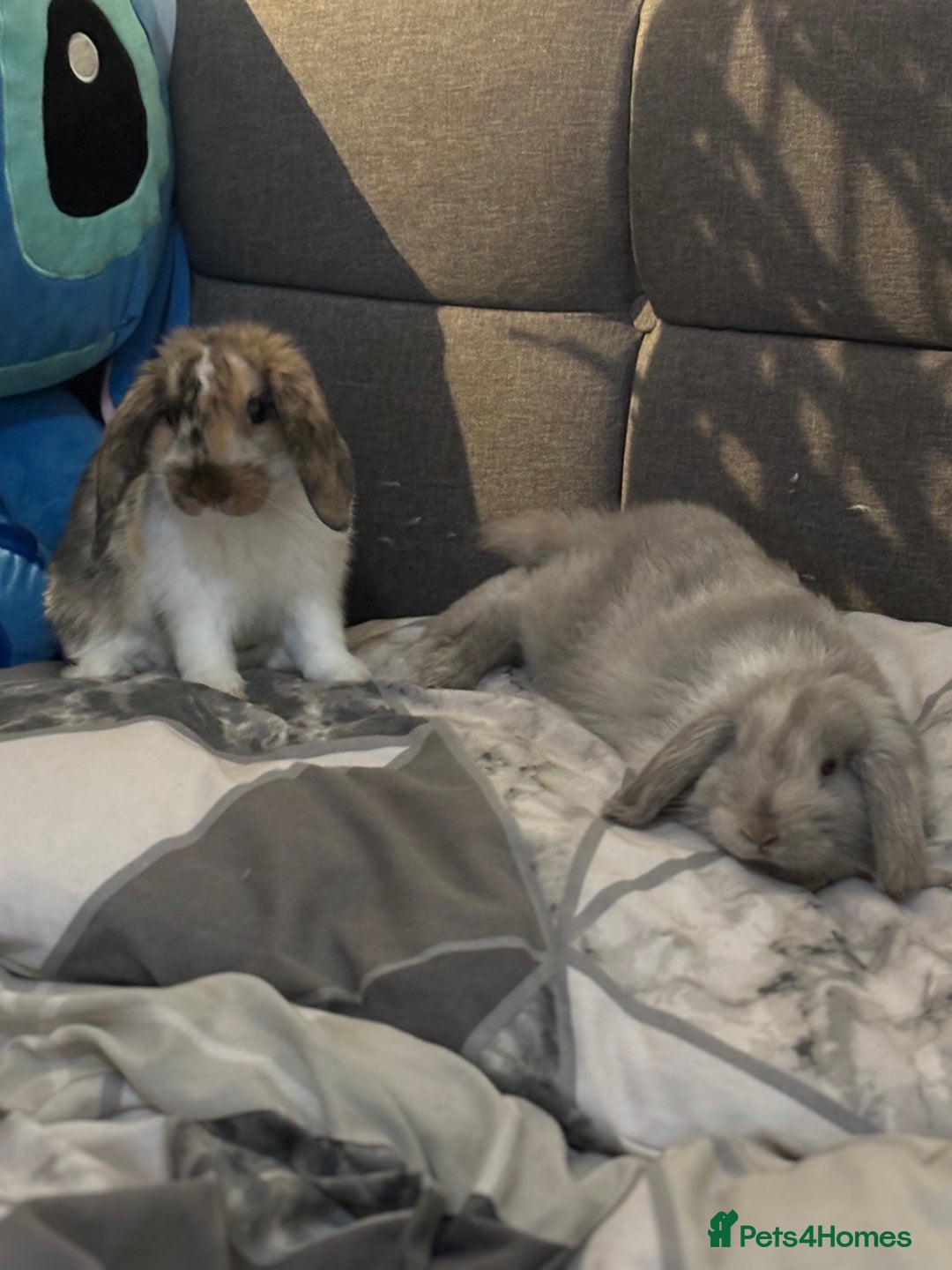 Dwarf Lop rabbits for sale: 2 Dwarf lop x mini lop rabbits  - Image 3