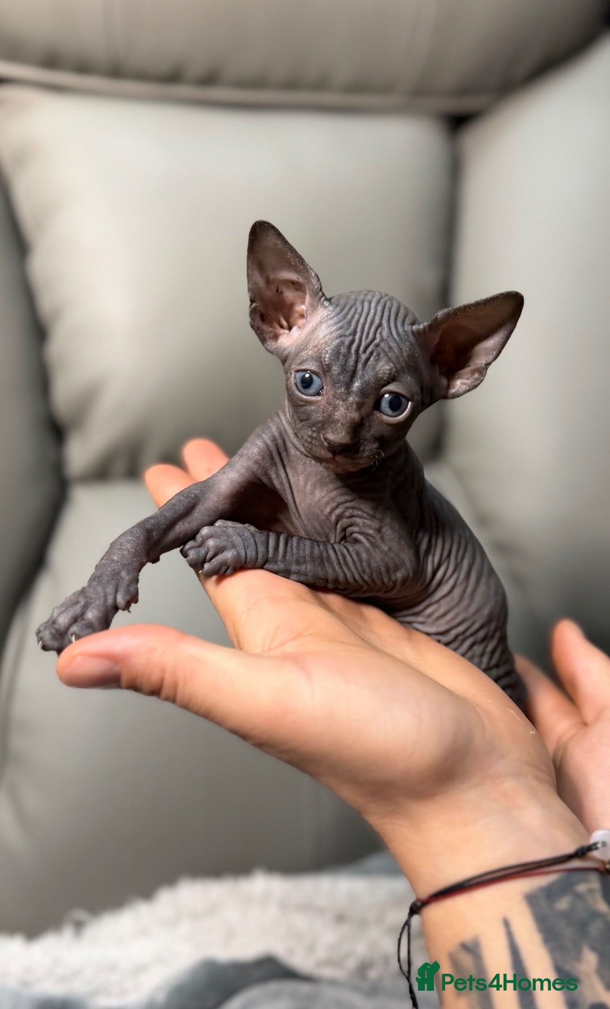 Sphynx cats TICA SPHYNX KITTENS  - Advert 16