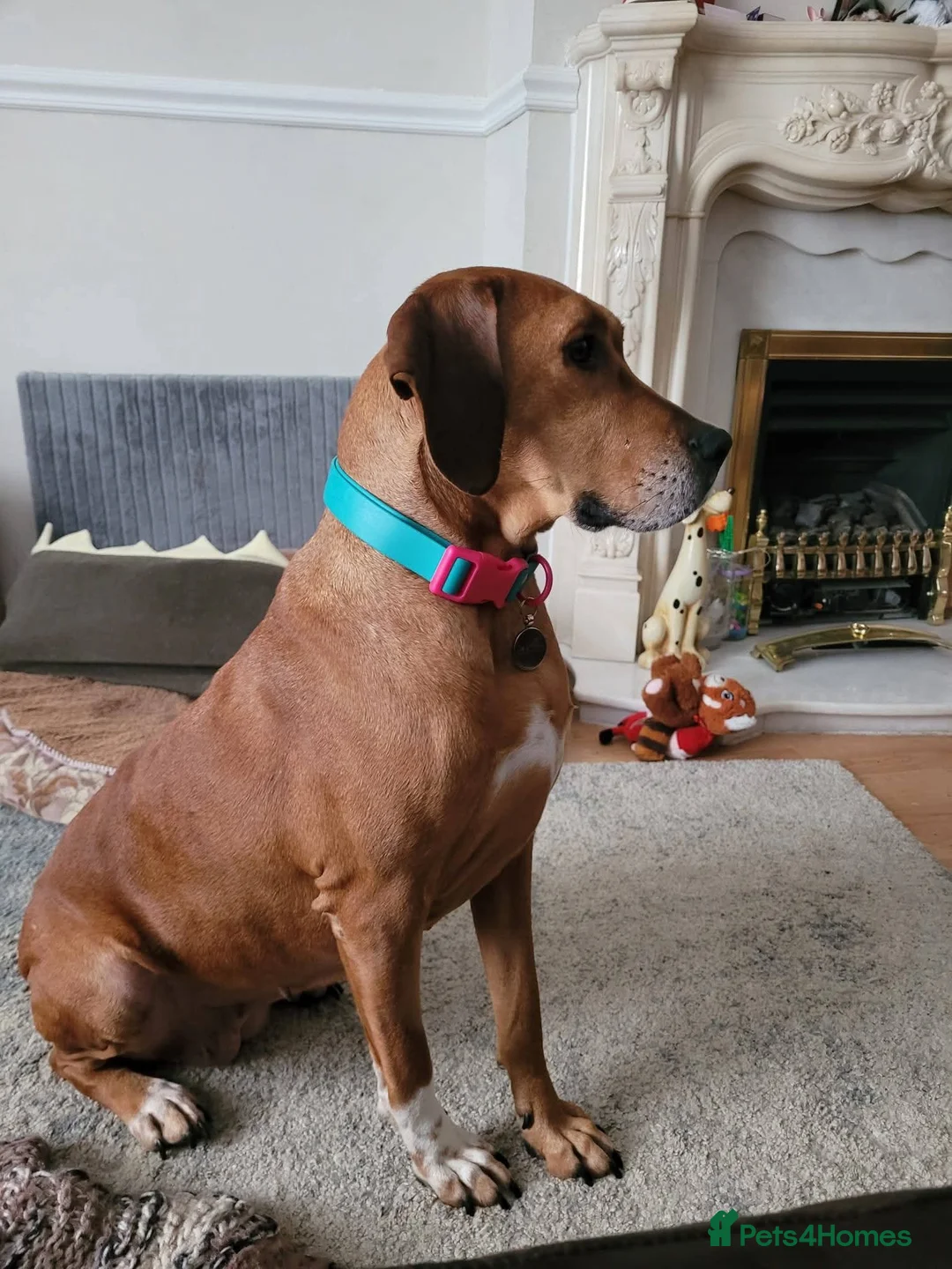 Mixed Breed dogs for adoption: Meet Bala, currently residing in Lanarkshire  - Advert 5