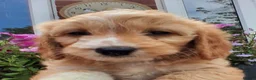 Cockapoo dogs for sale: Cockapoo puppies for sale  - Advert 11