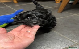 Cockapoo dogs for sale: Asian Toy Poodle X Cockapoo - Image 8