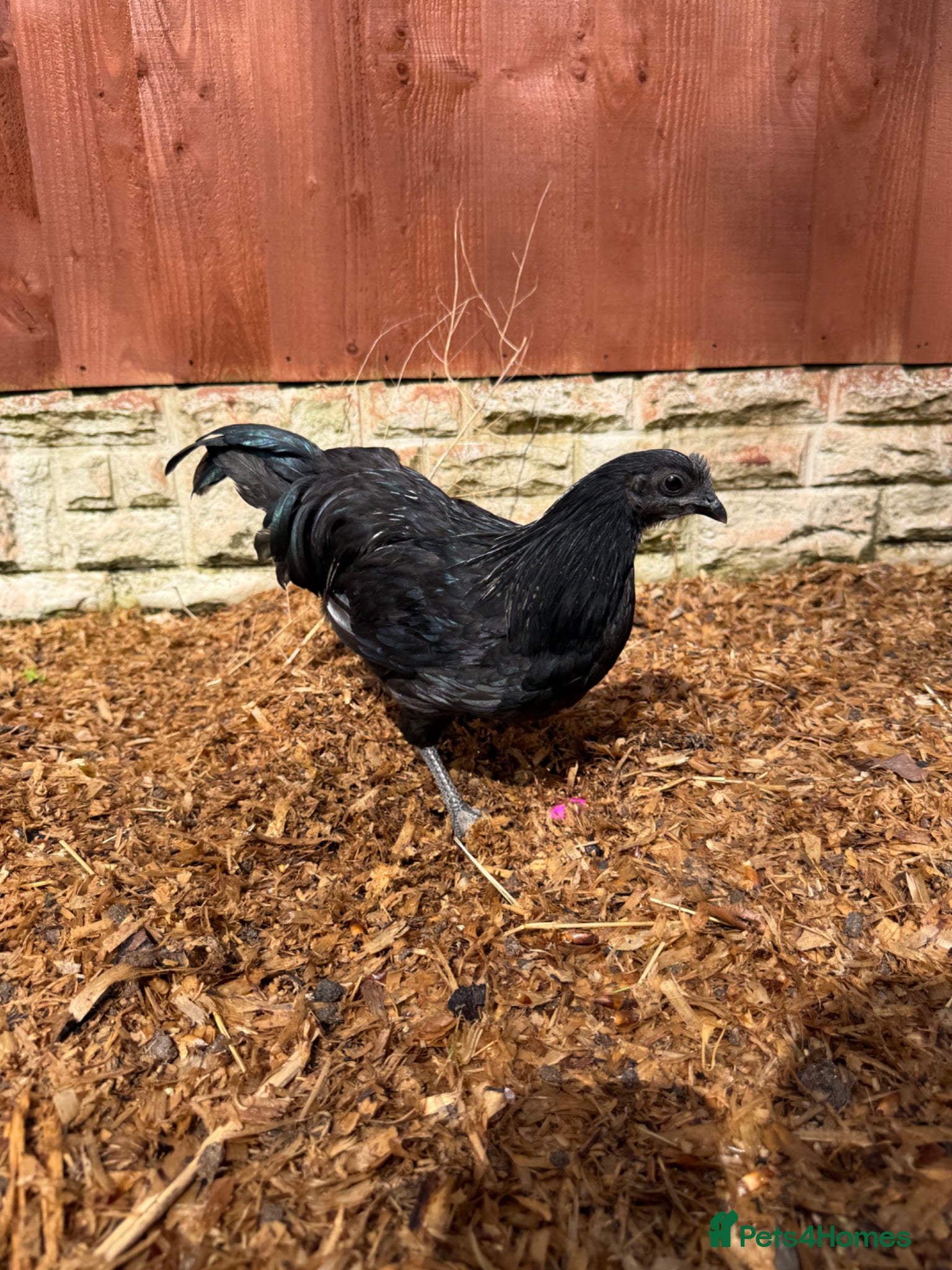 Chickens poultry Ayam Cemani Cockerel  - Advert 2