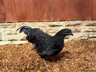 Chickens poultry Ayam Cemani Cockerel - Advert 9