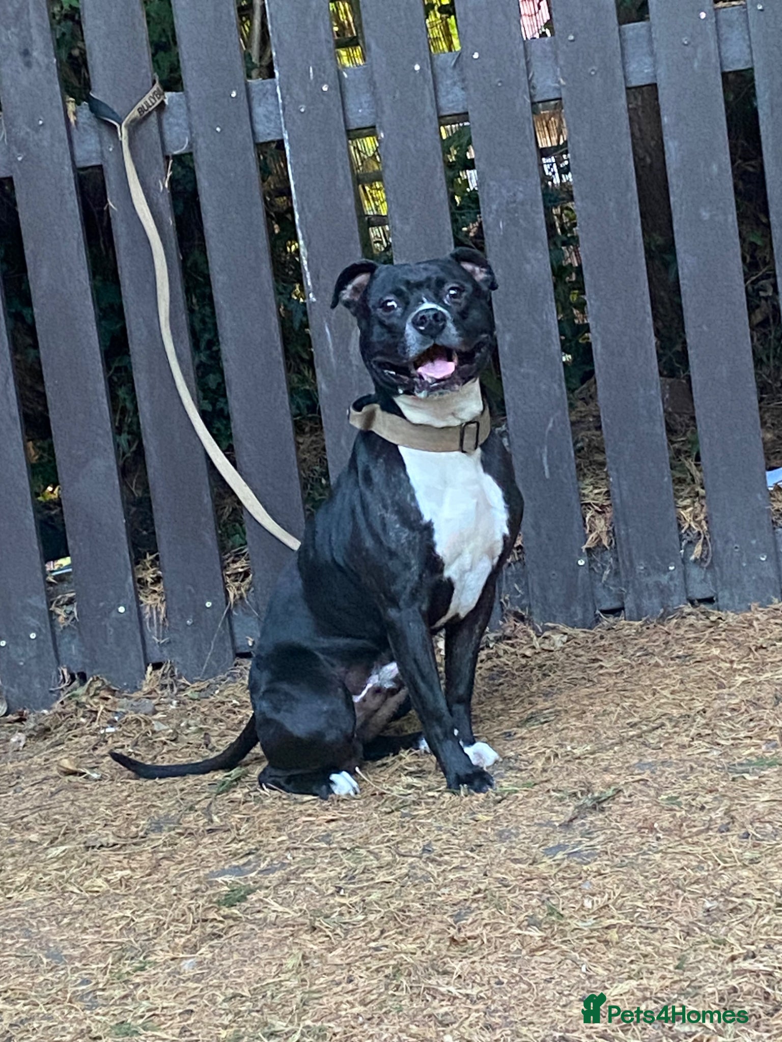 Staffordshire Bull Terrier dogs Staffy for stud - Advert 1