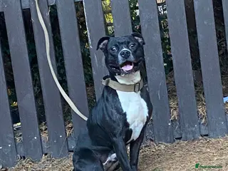 Staffordshire Bull Terrier dogs Staffy for stud - Advert 1