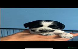 Cocker Spaniel dogs for sale: Beautiful cocker spaniels  - Image 7
