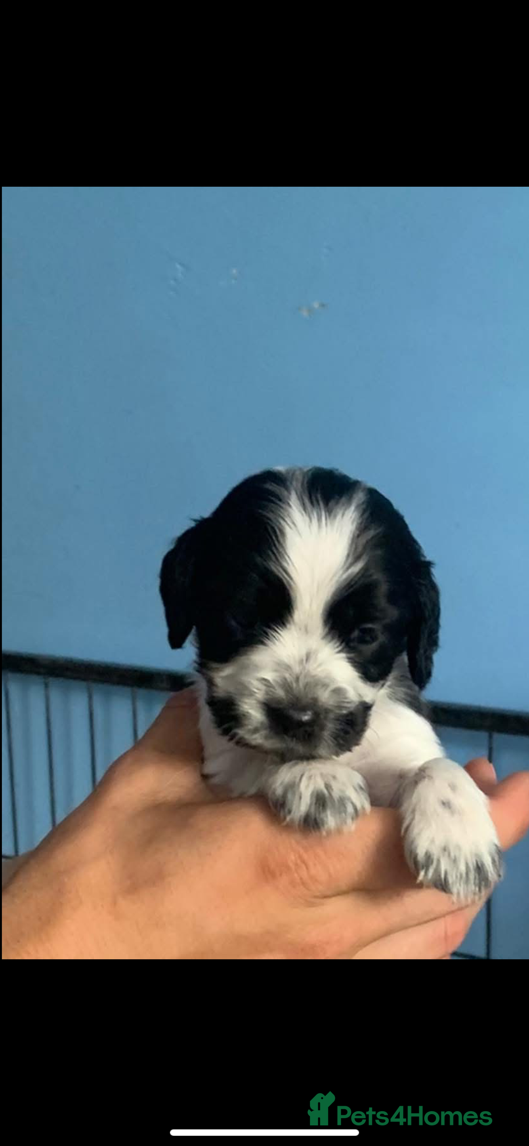 Cocker Spaniel dogs for sale: Beautiful cocker spaniels  - Image 7
