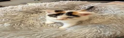 Mixed Breed cats for sale: 3 beautiful mixed girl kittens  in Stourport-on-Severn - Advert 6
