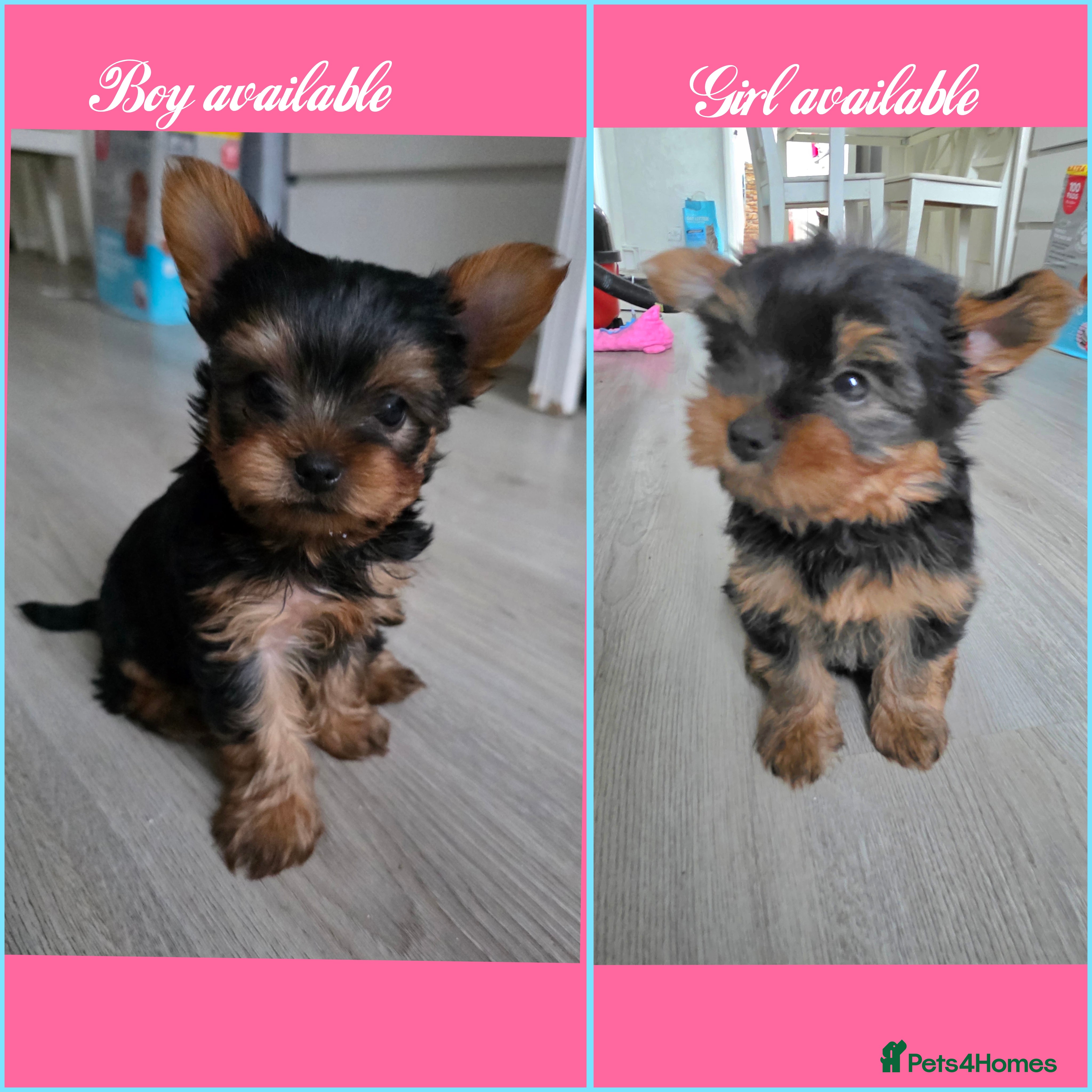 Yorkshire Terrier dogs Yorkshire terrier🐶KC.reg 5 gen.Pedigree 🏆💕 - Advert 2