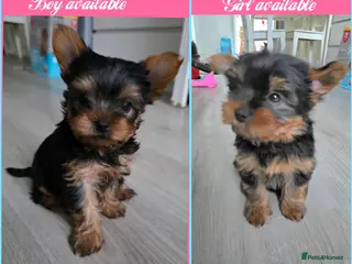 Yorkshire Terrier dogs Yorkshire terrier🐶KC.reg 5 gen.Pedigree 🏆💕 - Advert 2