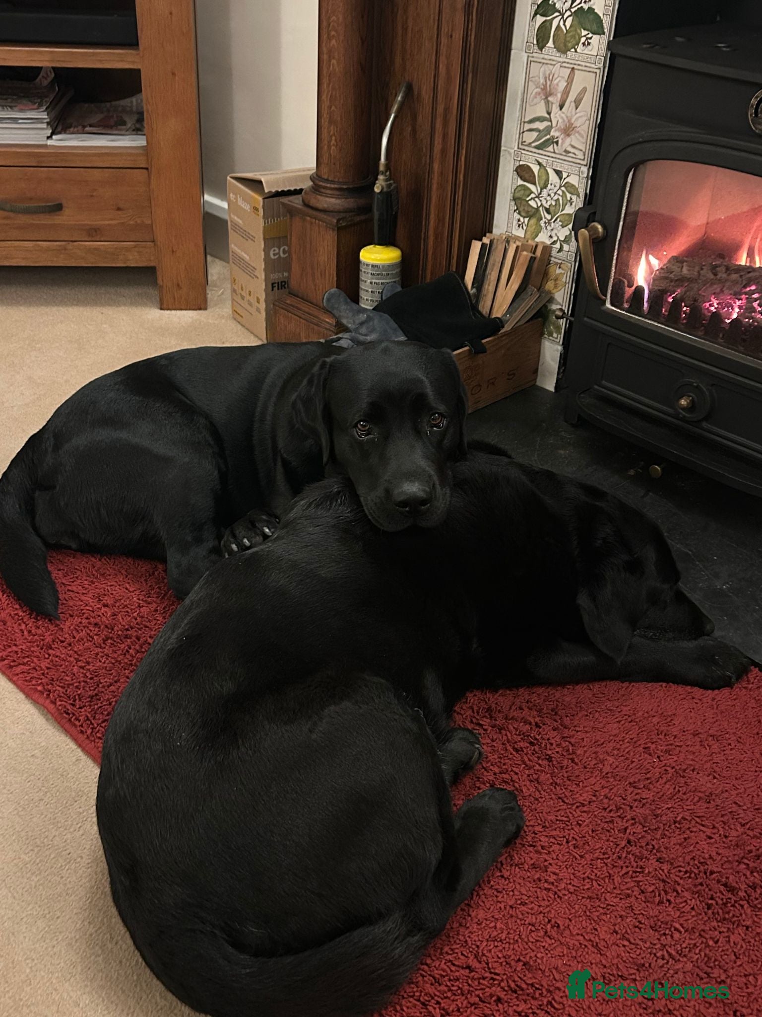 Labrador Retriever dogs KC reg Labrador puppies, working show type - Advert 2