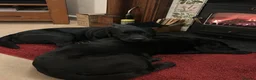 Labrador Retriever dogs for sale: KC reg Labrador puppies, working show type in Hereford - Advert 2