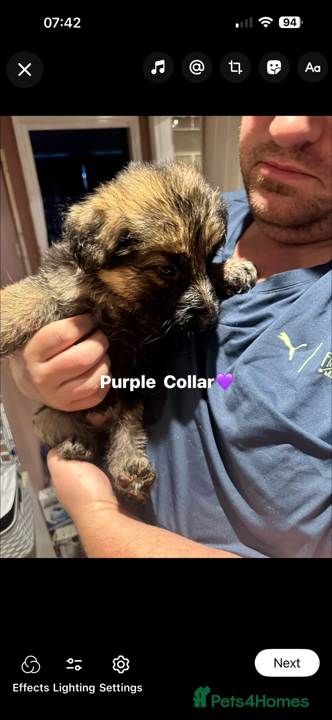 German Shepherd dogs for sale: German Shepherd puppies *Open to sensible offers* - Advert 28