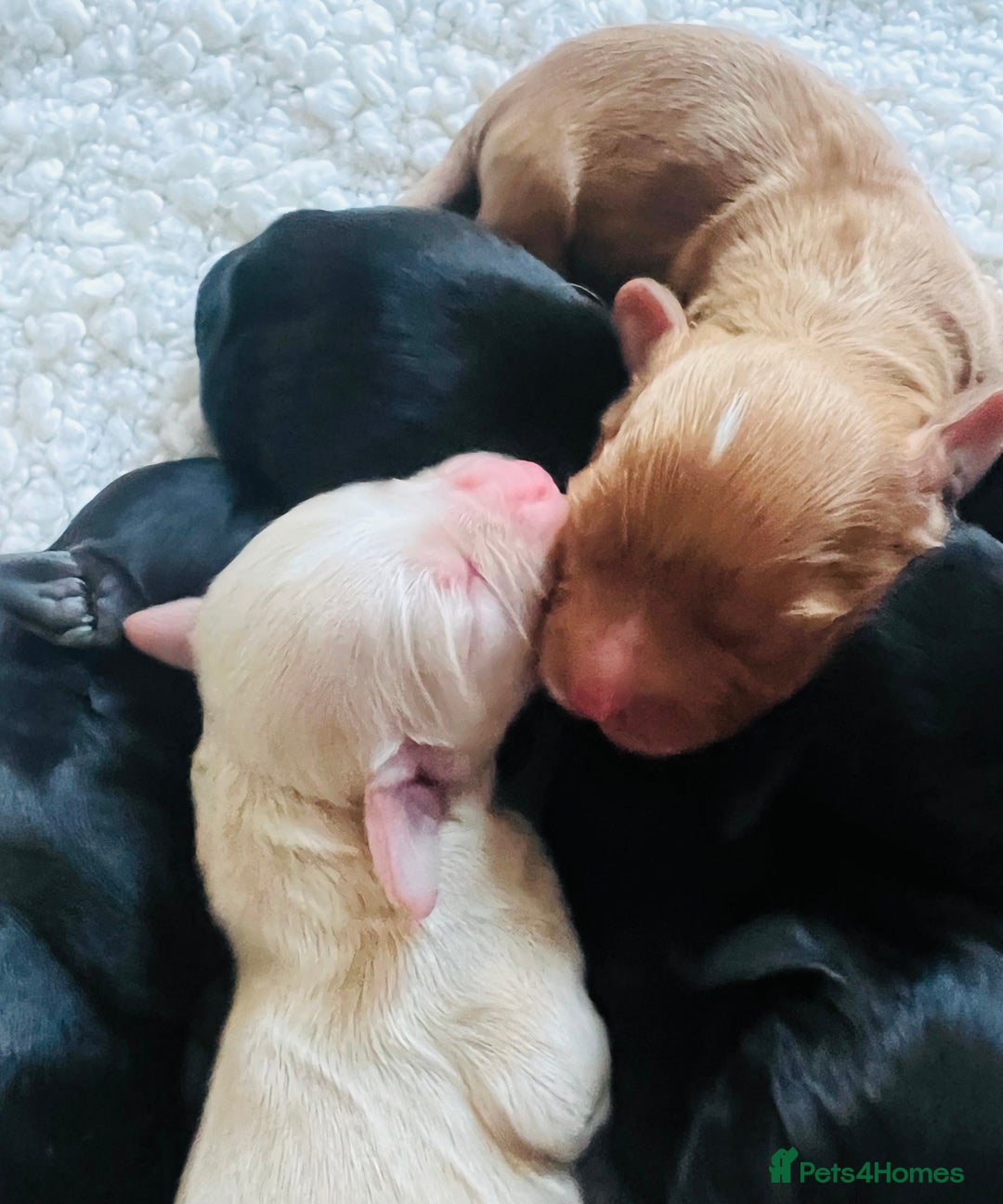 Cocker Spaniel dogs for sale: Extremely well bred KC Cocker Spaniel puppies  - Image 6