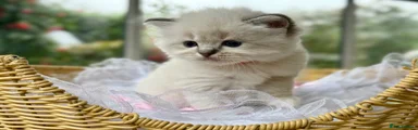 Ragdoll 3